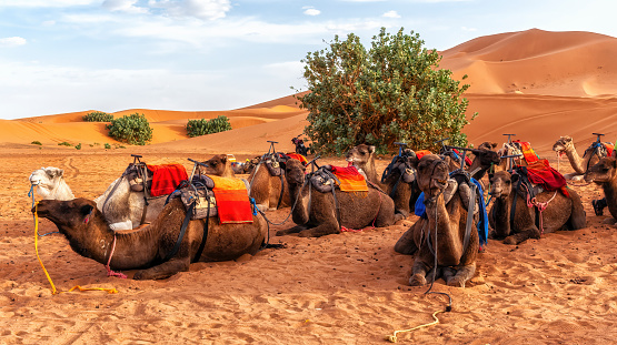 camels ready for a ride with tourists in the Sahara desert, Merzouga, Morocco.