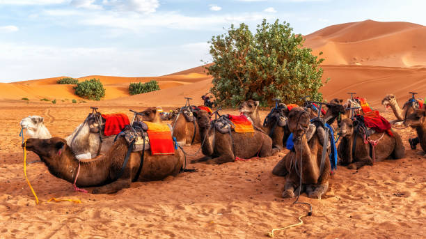 camels ready for a ride with tourists in the Sahara desert stock photo