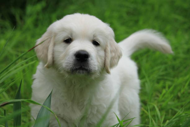 istock golden retriever puppy 1686765990
