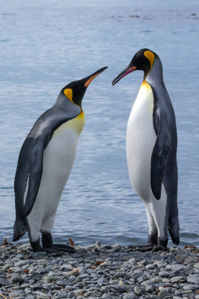 istock King Penguins couple 1686766826