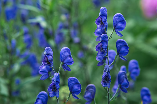 blue aconite flowers close-up on a blurred natural background