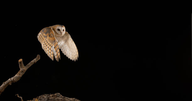 istock Barn Owl, tyto alba, Adult in flight, Normandy 1686771961