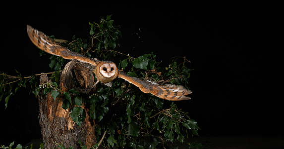 Barn Owl, tyto alba, Adult in flight, Normandy