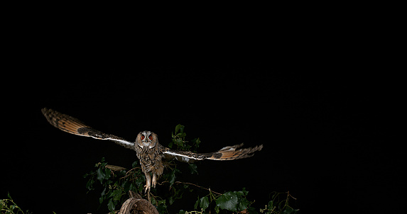 Long Eared Owl, asio otus, Adult in Flight, Normandy in France,