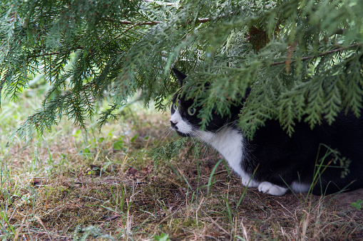 Black and white cat hiding under a branch of a tree