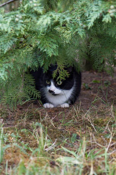 Black and white cat hiding under a branch of a tree