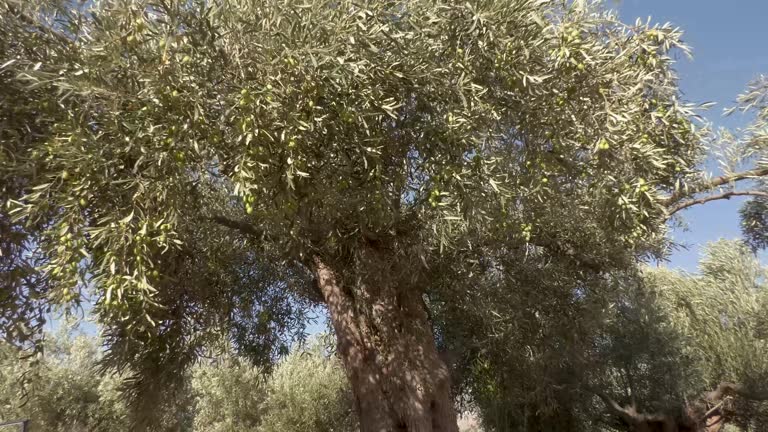 Green olive fruits.