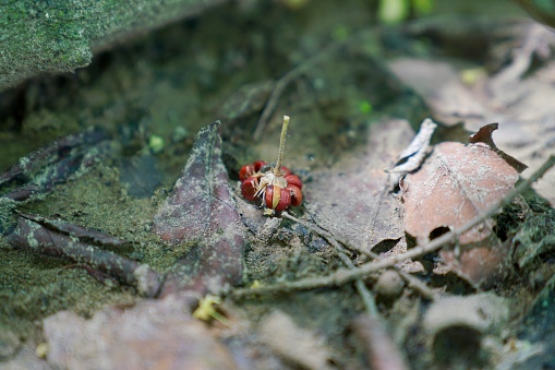 Fallen wild fruit seeds and shoots growing on forest ground