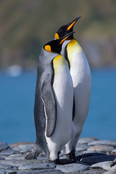 istock King Penguins couple 1686789177