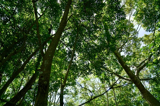 Fallen wild fruit seeds and shoots growing on forest ground