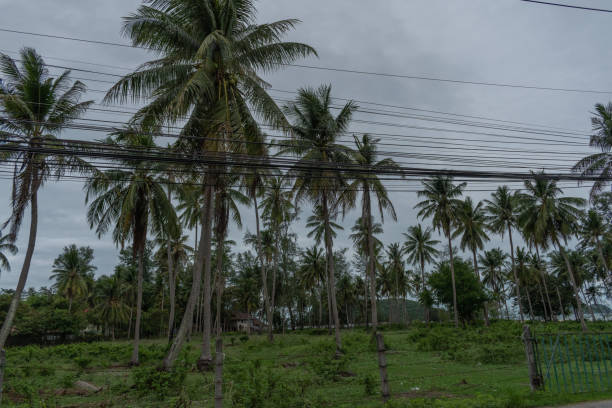 istock Ko Phangan palms with high voltage wires 1686791834