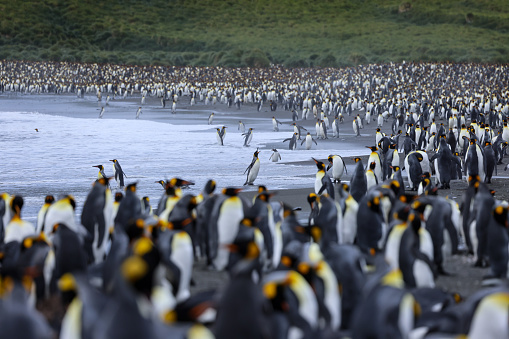 Crowded King Penguin Colony at the Beach of South Georgia Island in the Rain. Penguin Crowd Wide Angle Shot. Grytviken, South Georgia, Sub-Antarctic Islands, Antarctica