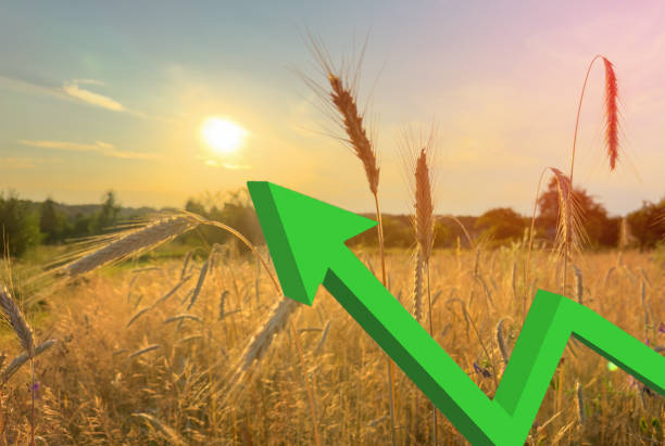 Corn chart and wheat prices. Wheat field. Farm field with Rye. Crisis worlds breadbasket. Corn harvesting. Wheat and grain import, maize, soybeans. Wheat export prices after grain deal exit Russia