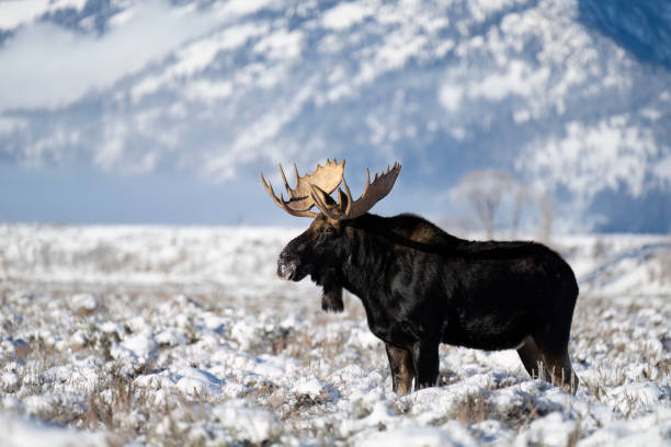 orignal taureau, alces alces, mâle majestueux - orignal mâle photos et images de collection