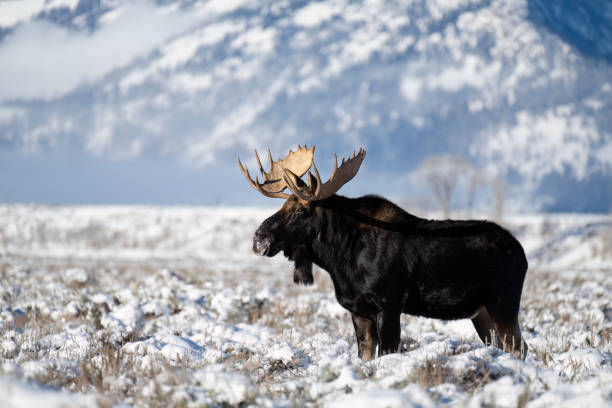 Bull Moose, Alces alces, buck, majestic male animal stock photo