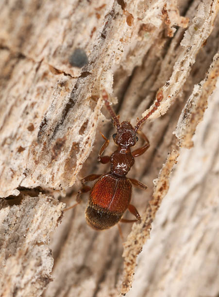 istock Batrisodes beetle, Staphylinidae on wood, extreme close-up 168680045