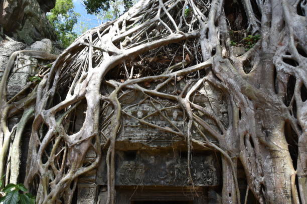 istock Banyan Tree Sprawling over Doorway in Wat Ta Prohm 1686801463