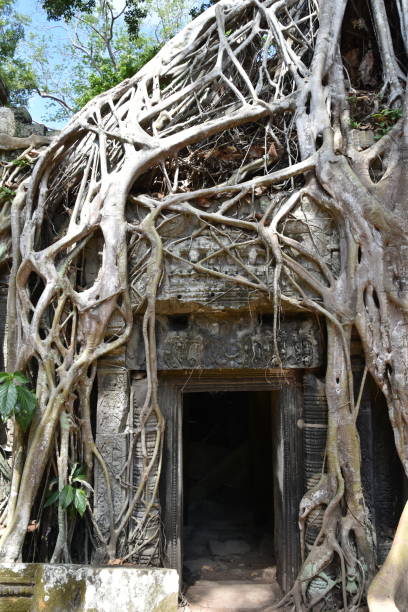 istock Banyan Tree Subsuming Doorway in Wat Ta Prohm, Portrait 1686801999