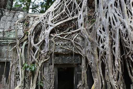 Jungle overtaking temple in Siem Reap