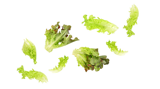 Fresh green red lettuce leaf falling in the air isolated on white background