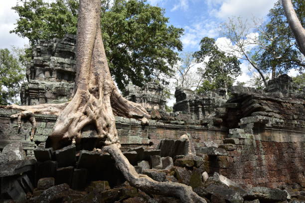 ściana zewnętrzna wat ta prohm z zarośniętym drzewem - 4606 zdjęcia i obrazy z banku zdjęć