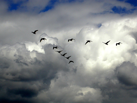 Beneath a canopy of ever-shifting clouds, a flock of Vancouver Island Geese gracefully carves through the skies above Vancouver. Their V-shaped dance forms an exquisite contrast against the moody, cloud-clad stage. Nature's choreography, unveiled.
