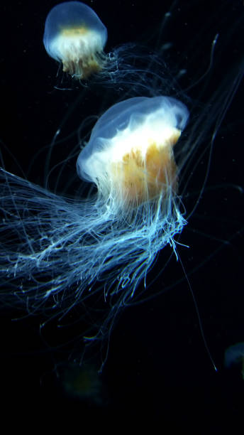 istock Oceanic Elegance: Atlantic Sea Nettles' Bioluminescent Waltz 1686810546