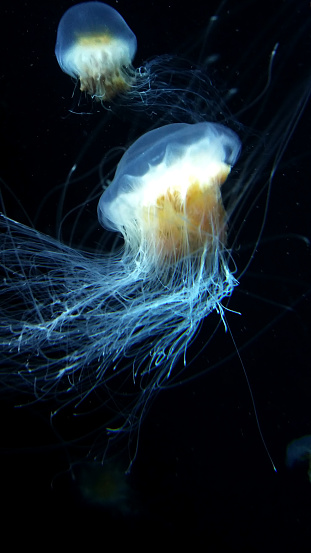 In the tranquil abyss of the National Aquarium, a mesmerizing spectacle unfolds. Two Atlantic Sea Nettles, bathed in bioluminescent radiance, perform an aquatic ballet. Their long, slender tentacles and mysterious blueish hues evoke the enchantment of the deep sea.