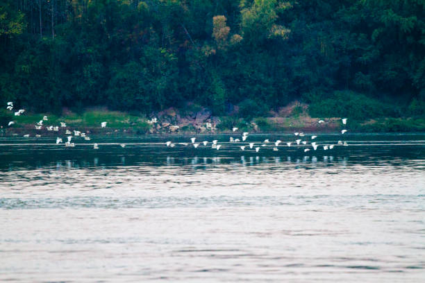 Many thai crane birds are flying over Mekong river in Loie province