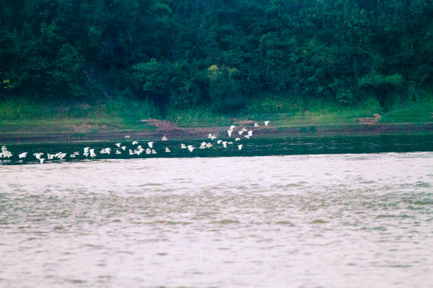 istock Flock of thai crane birds 1686816484