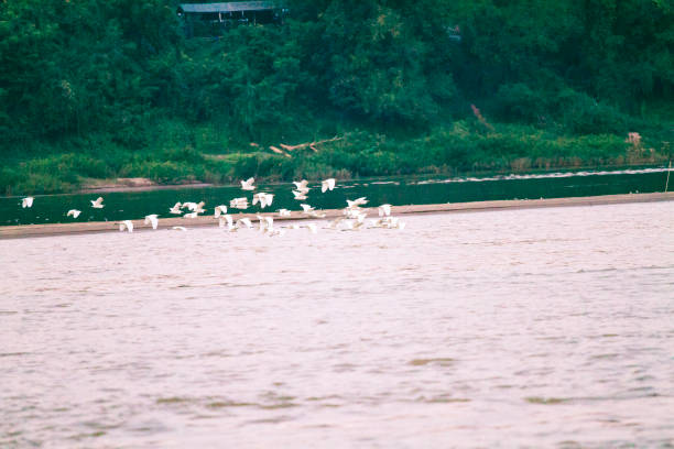 Mekong river with  many low flying thai crane birds in sunset