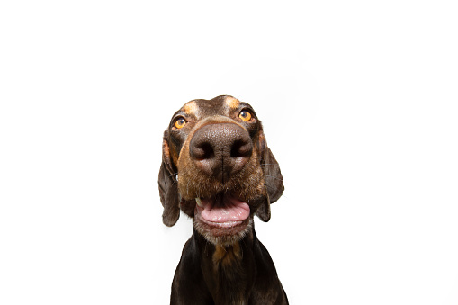 Funny portrait doberman puppy dog making a funny face. Isolated on white background