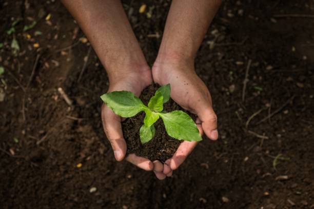 istock Hand holding seed tree for planting into soil. Earth day concept 1686822824