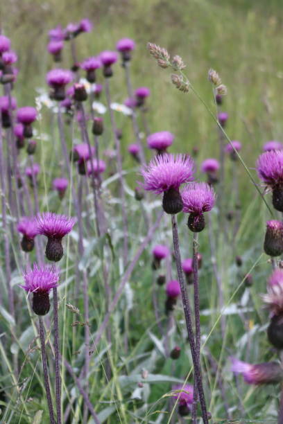 istock Spring flowers near the alps 1686823372