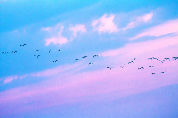 Sunset sky with flock of thai crane birds in Loie province