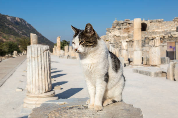 istock Ancient city Ephesus, Turkey 1686828630