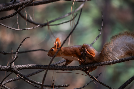 Photo of a squirrel in the forest