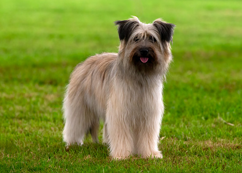 Pyrenean Sheepdog moving on grass