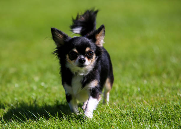 istock Chihuahua puppy 1686856388