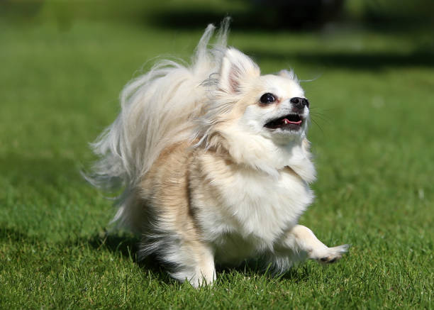 istock Playful Chihuahua 1686856920