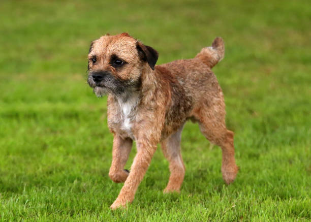 The Border Terrier A young Border Terrier moving on grass. A British breed of small, rough-coated terriers originateing from the area of the Anglo-Scottish border border terrier stock pictures, royalty-free photos & images