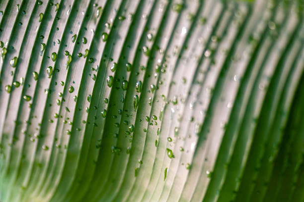 una gran hoja tropical con gotas de agua - water rainforest frond tropical climate fotografías e imágenes de stock