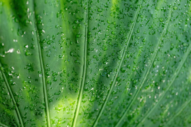 una gran hoja tropical con gotas de agua - water rainforest frond tropical climate fotografías e imágenes de stock