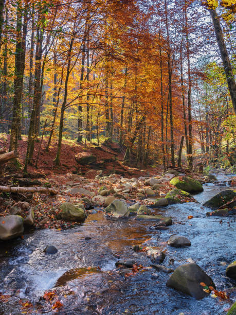 istock beautiful place near the river 1686898801