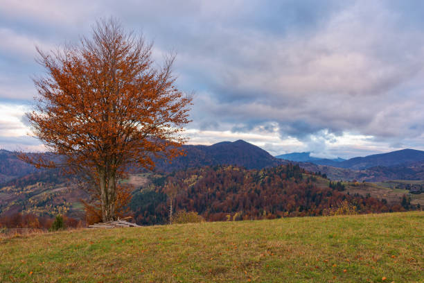 istock carpathian countryside at sunrise in autumn 1686898935