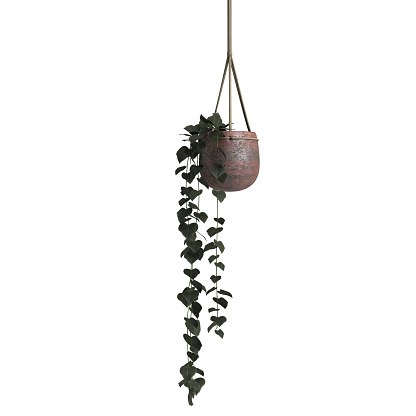 3d illustration of hanging ivy plant isolated white background