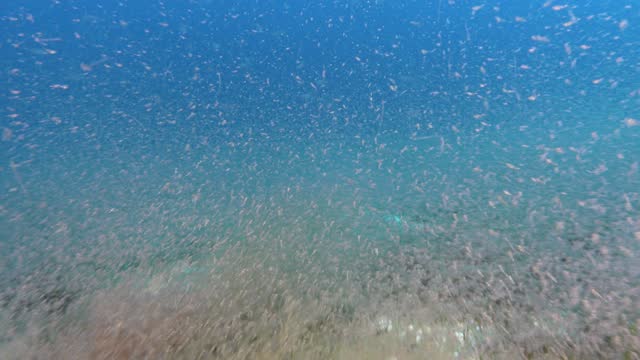 POV Scuba diving into a krill cloud