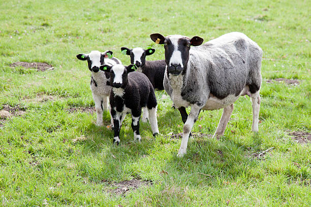 istock sheep and three lambs in meadow 168690654