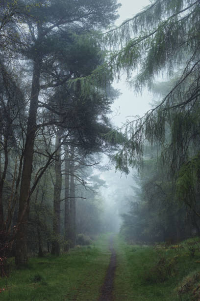 istock An empty road through trees in a strong morning fog 1686906743