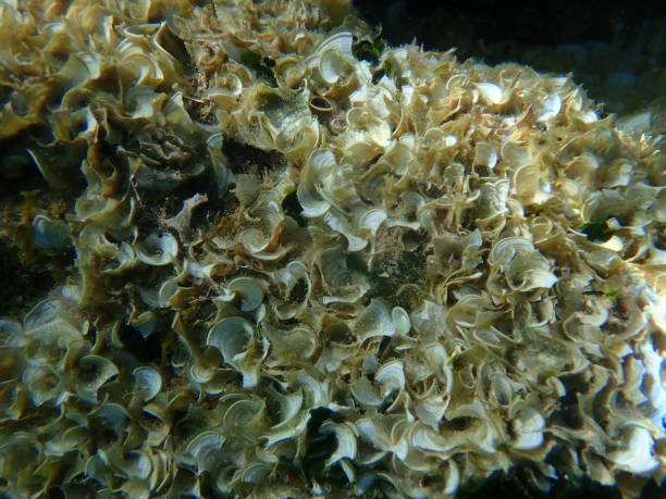 istock Small brown algae Peacock’s tail (Padina pavonica) undersea, Aegean Sea 1686906764